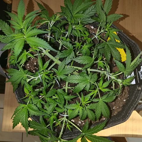 Apricot Auto Fastbuds  growlog timeline photo