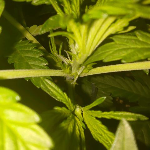 Apricot Auto Fastbuds  growlog photo: Erste Zeichen der Blüten 
