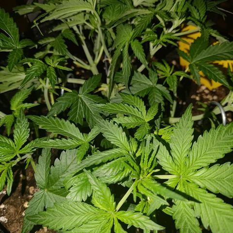 Bubblegum Auto Fastbuds  growlog timeline photo