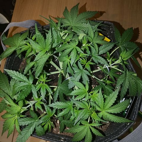 Bubblegum Auto Fastbuds  growlog timeline photo