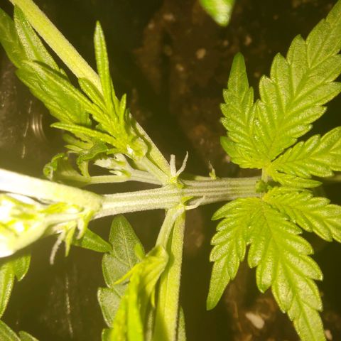 Bubblegum Auto Fastbuds  growlog photo: Erste Zeichen der Blüten 