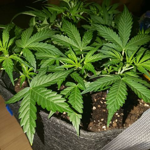 Apricot Auto Fastbuds  growlog timeline photo
