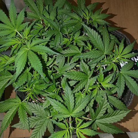 Apricot Auto Fastbuds  growlog timeline photo