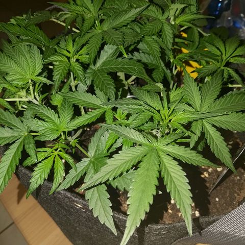 Bubblegum Auto Fastbuds  growlog timeline photo