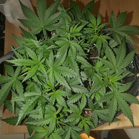 Bubblegum Auto Fastbuds  growlog timeline photo