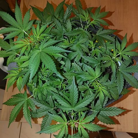 Apricot Auto Fastbuds  growlog timeline photo