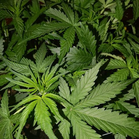 Bubblegum Auto Fastbuds  growlog timeline photo