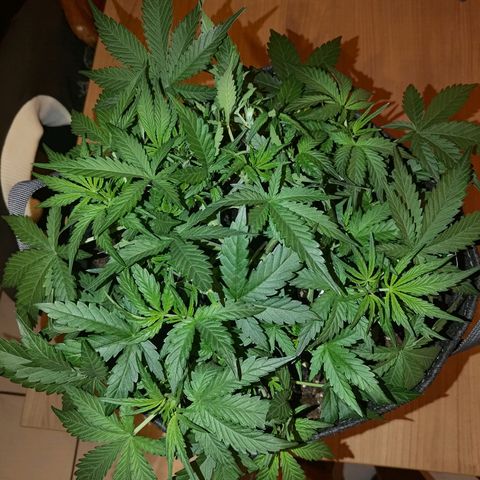 Bubblegum Auto Fastbuds  growlog timeline photo