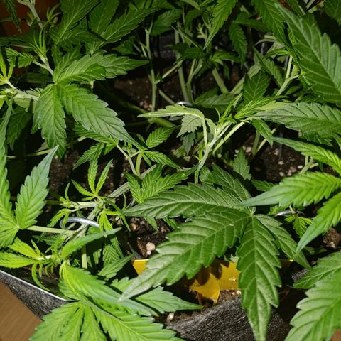 Apricot Auto Fastbuds  growlog timeline photo