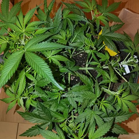 Apricot Auto Fastbuds  growlog timeline photo
