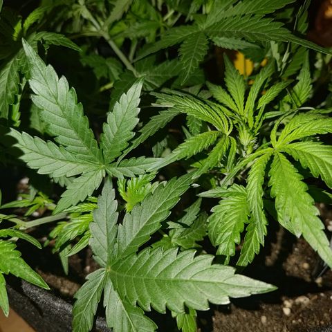 Bubblegum Auto Fastbuds  growlog timeline photo
