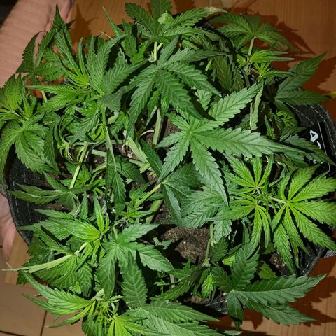 Bubblegum Auto Fastbuds  growlog timeline photo