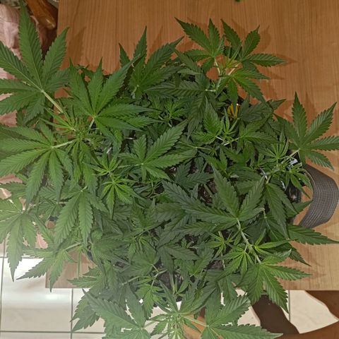Apricot Auto Fastbuds  growlog timeline photo
