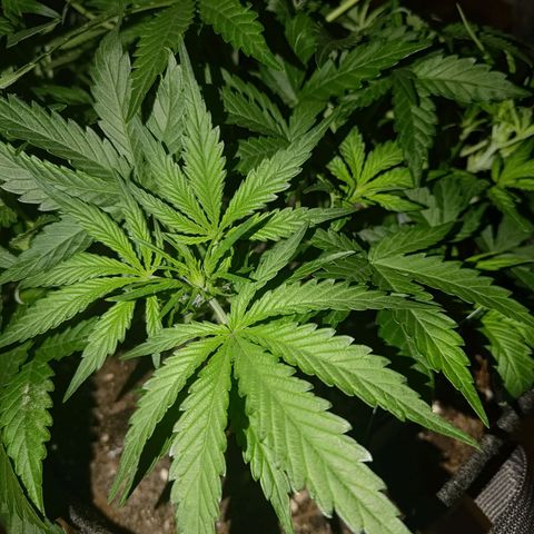 Bubblegum Auto Fastbuds  growlog timeline photo