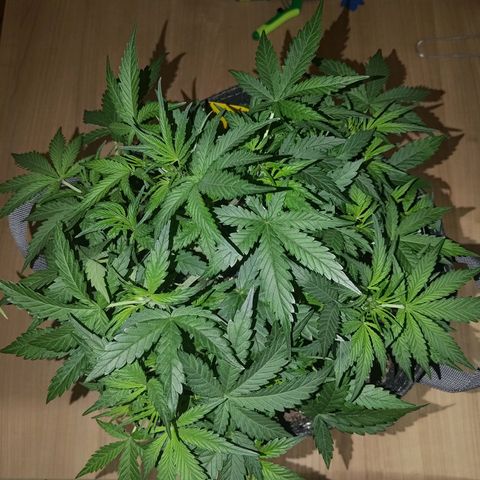Bubblegum Auto Fastbuds  growlog timeline photo