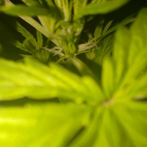 Bubblegum Auto Fastbuds  growlog timeline photo