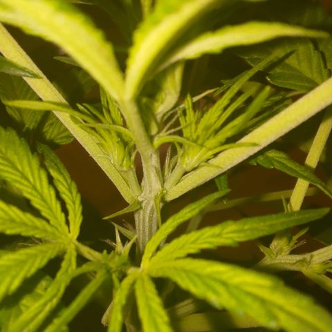 Apricot Auto Fastbuds  growlog timeline photo