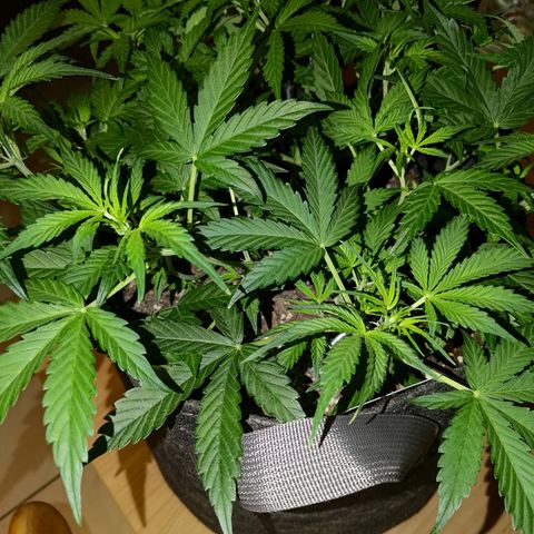 Apricot Auto Fastbuds  growlog timeline photo