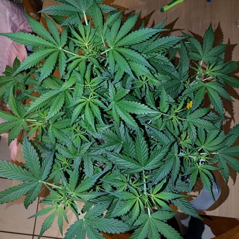 Apricot Auto Fastbuds  growlog timeline photo