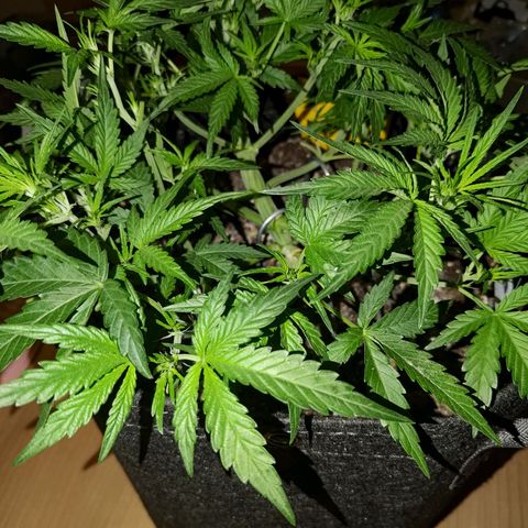 Bubblegum Auto Fastbuds  growlog timeline photo