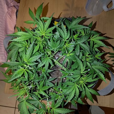 Bubblegum Auto Fastbuds  growlog timeline photo