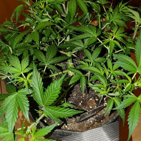 Apricot Auto Fastbuds  growlog timeline photo