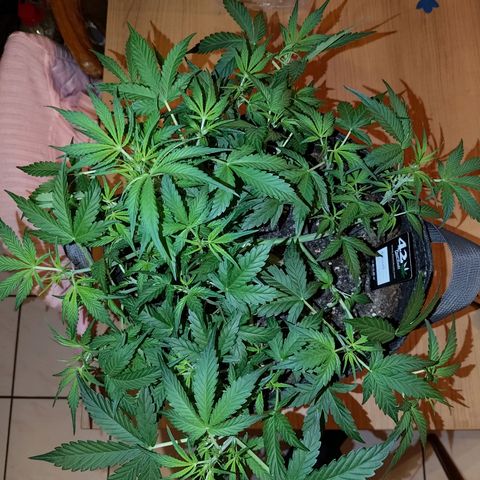 Apricot Auto Fastbuds  growlog timeline photo
