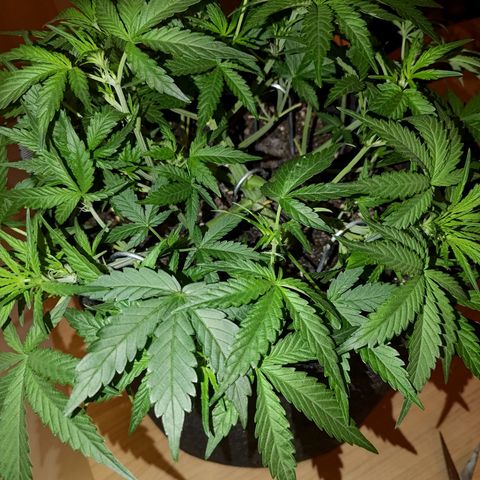 Bubblegum Auto Fastbuds  growlog timeline photo