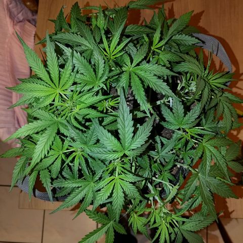 Bubblegum Auto Fastbuds  growlog timeline photo