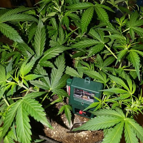 Apricot Auto Fastbuds  growlog timeline photo