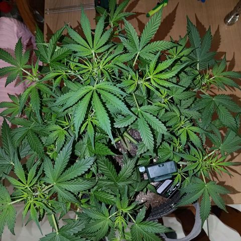 Apricot Auto Fastbuds  growlog timeline photo