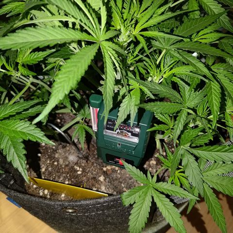 Bubblegum Auto Fastbuds  growlog timeline photo