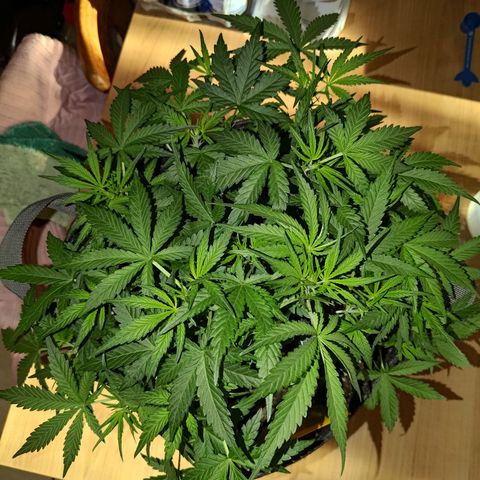 Bubblegum Auto Fastbuds  growlog timeline photo