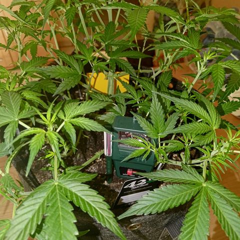 Apricot Auto Fastbuds  growlog timeline photo