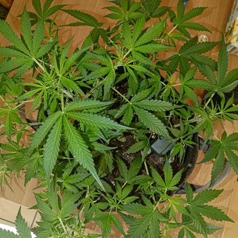 Apricot Auto Fastbuds  growlog timeline photo