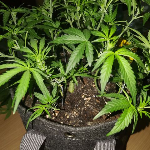 Bubblegum Auto Fastbuds  growlog timeline photo