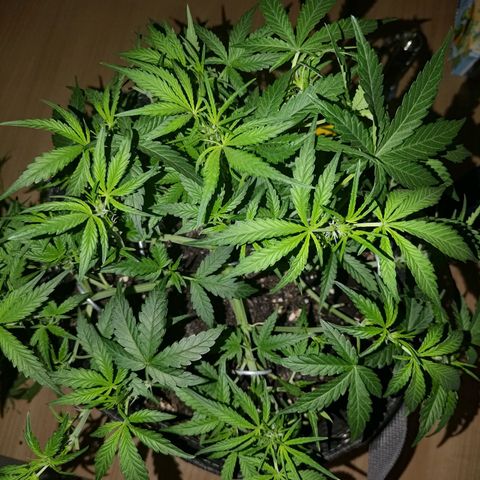 Bubblegum Auto Fastbuds  growlog timeline photo