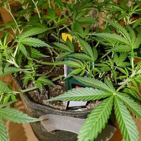 Apricot Auto Fastbuds  growlog timeline photo