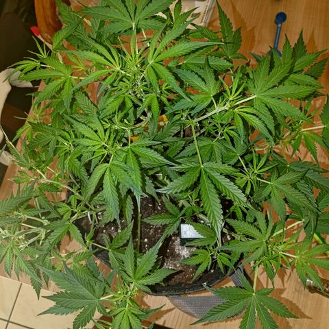 Apricot Auto Fastbuds  growlog timeline photo