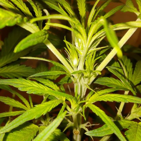 Apricot Auto Fastbuds  growlog timeline photo