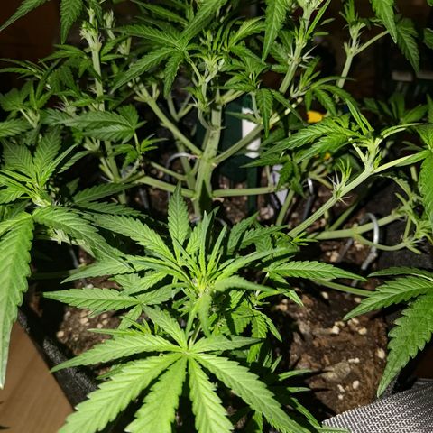 Bubblegum Auto Fastbuds  growlog timeline photo