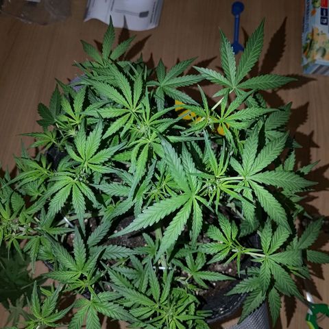 Bubblegum Auto Fastbuds  growlog timeline photo
