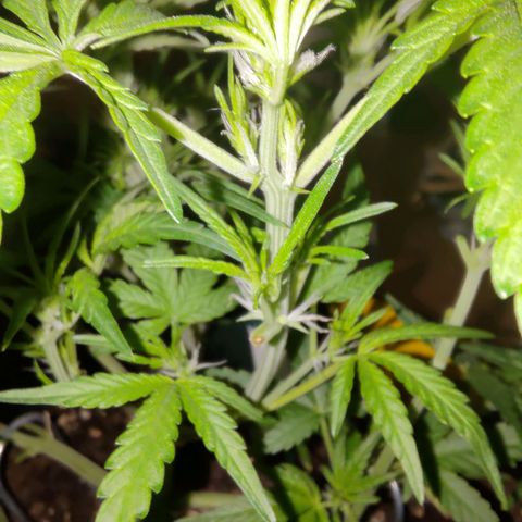 Bubblegum Auto Fastbuds  growlog timeline photo
