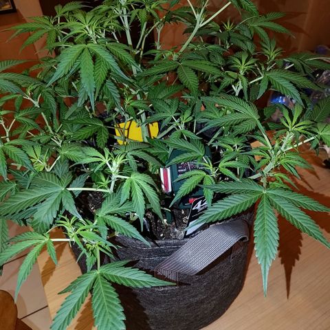 Apricot Auto Fastbuds  growlog timeline photo
