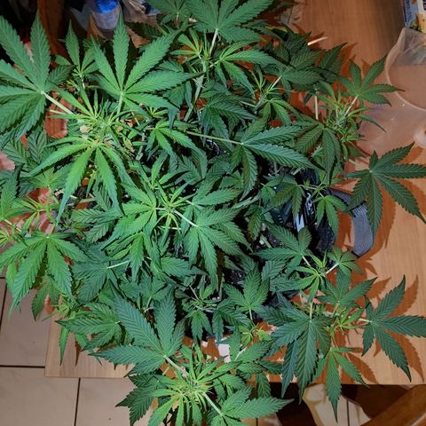 Apricot Auto Fastbuds  growlog timeline photo