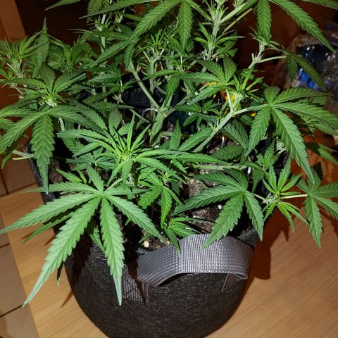 Bubblegum Auto Fastbuds  growlog timeline photo