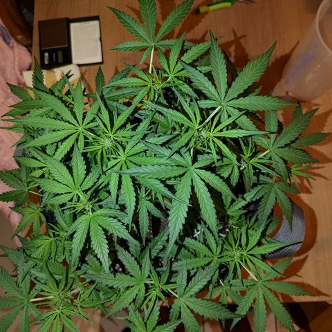 Bubblegum Auto Fastbuds  growlog timeline photo