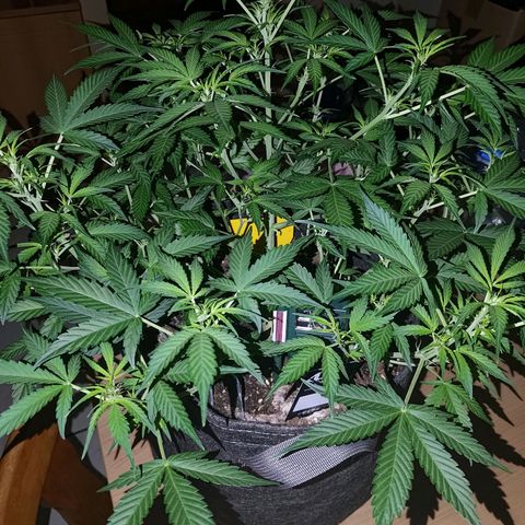 Apricot Auto Fastbuds  growlog timeline photo