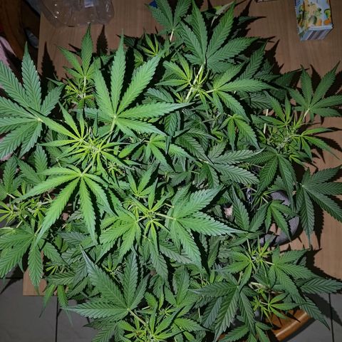 Apricot Auto Fastbuds  growlog timeline photo