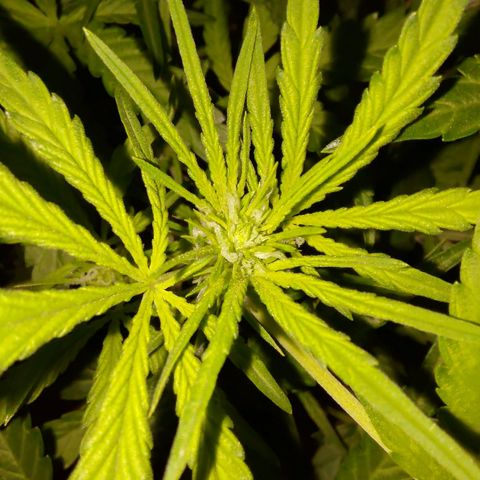 Apricot Auto Fastbuds  growlog timeline photo